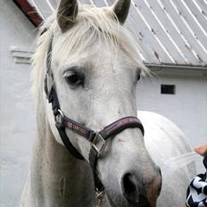 Anden særlig race Andrea