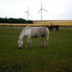 Anden særlig race Andrea