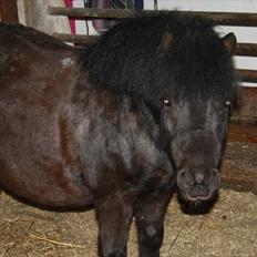 Shetlænder Felix ...