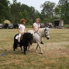 Shetlænder Felix ...