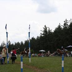 Shetlænder Felix ...