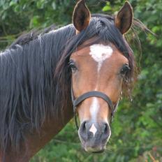 Arabisk fuldblod (OX) Ra´ja