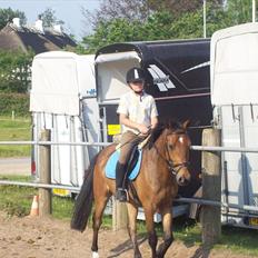 Anden særlig race simba  solgt