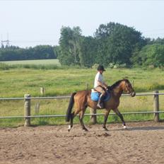 Anden særlig race simba  solgt