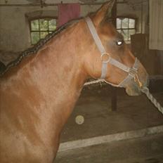 Anden særlig race Sunshine (byttet væk)