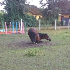 Anden særlig race Sunshine (byttet væk)