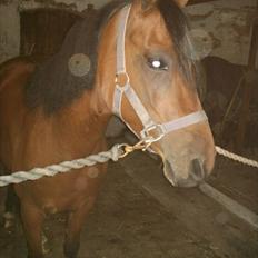 Anden særlig race Sunshine (byttet væk)