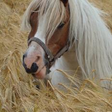Shetlænder Balou