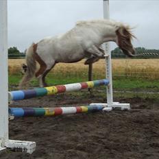 Shetlænder Balou