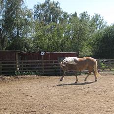 Haflinger Charlie