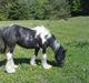 Irish Cob Haven´s Malou *SOLGT"