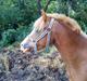Welsh Pony af Cob-type (sec C) Kalle (Tidl. lånepony)