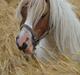 Shetlænder Balou