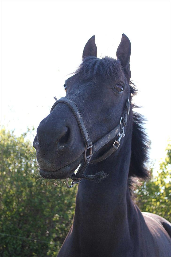 Anden særlig race | CHOPIN. billede 10