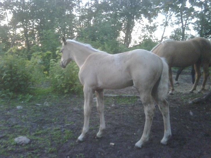 Palomino Enghavegårds Jasmin  *SOLGT* billede 3