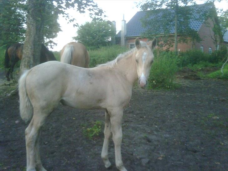 Palomino Enghavegårds Jasmin  *SOLGT* billede 4