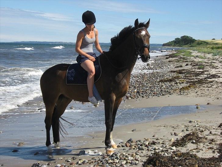 Dansk Varmblod La'cour De'lux - På Sejerø, d. 25/7 2010, Fotograf: min mor billede 6