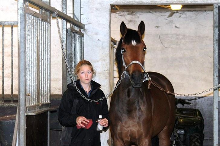 Dansk Varmblod Quite a lady billede 7