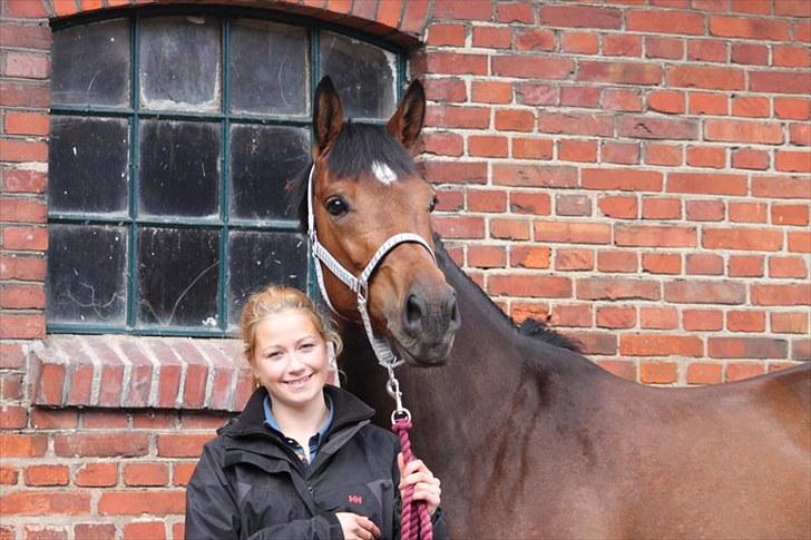 Dansk Varmblod Quite a lady billede 8