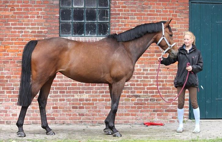 Dansk Varmblod Quite a lady billede 9