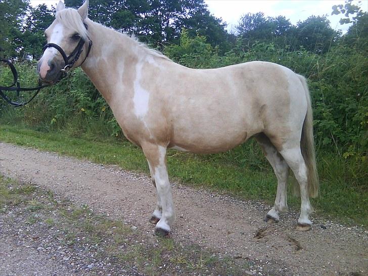 Anden særlig race Bella Star billede 13