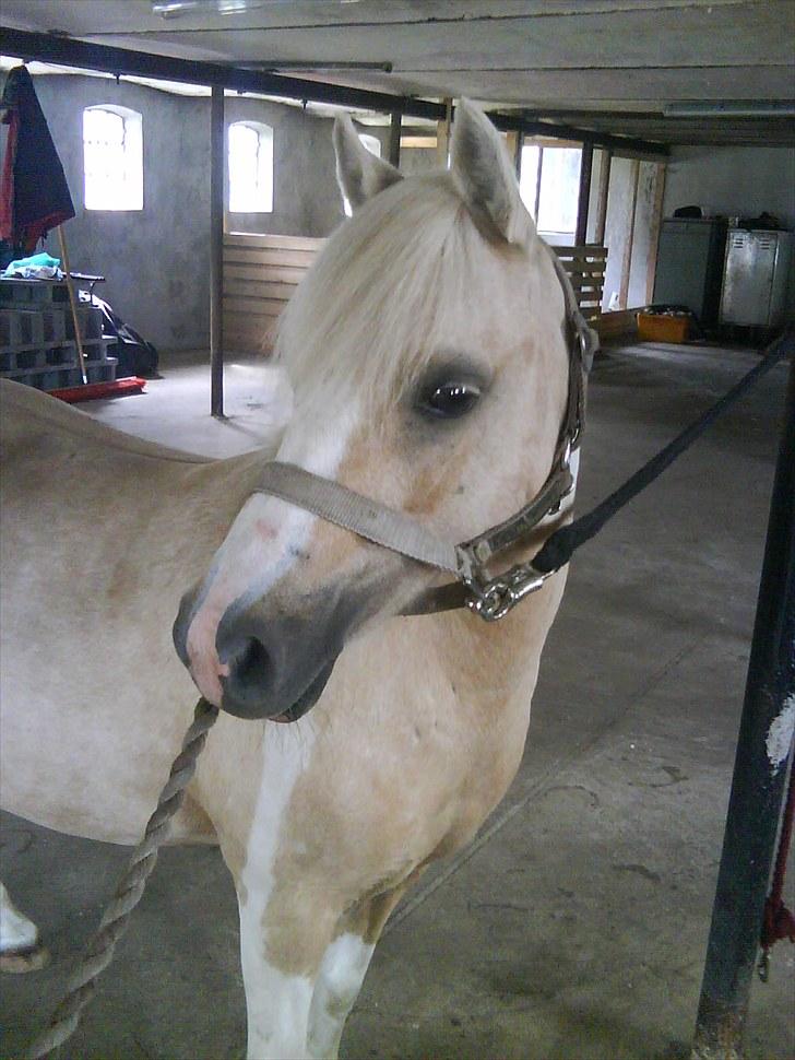 Anden særlig race Bella Star billede 14