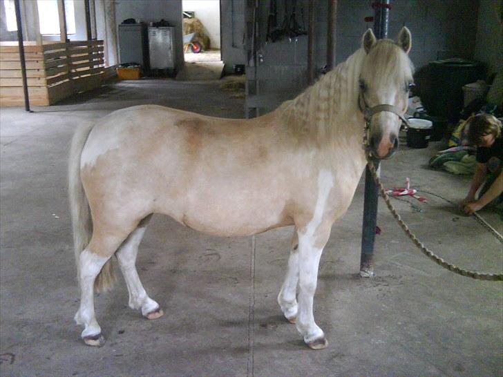 Anden særlig race Bella Star billede 15