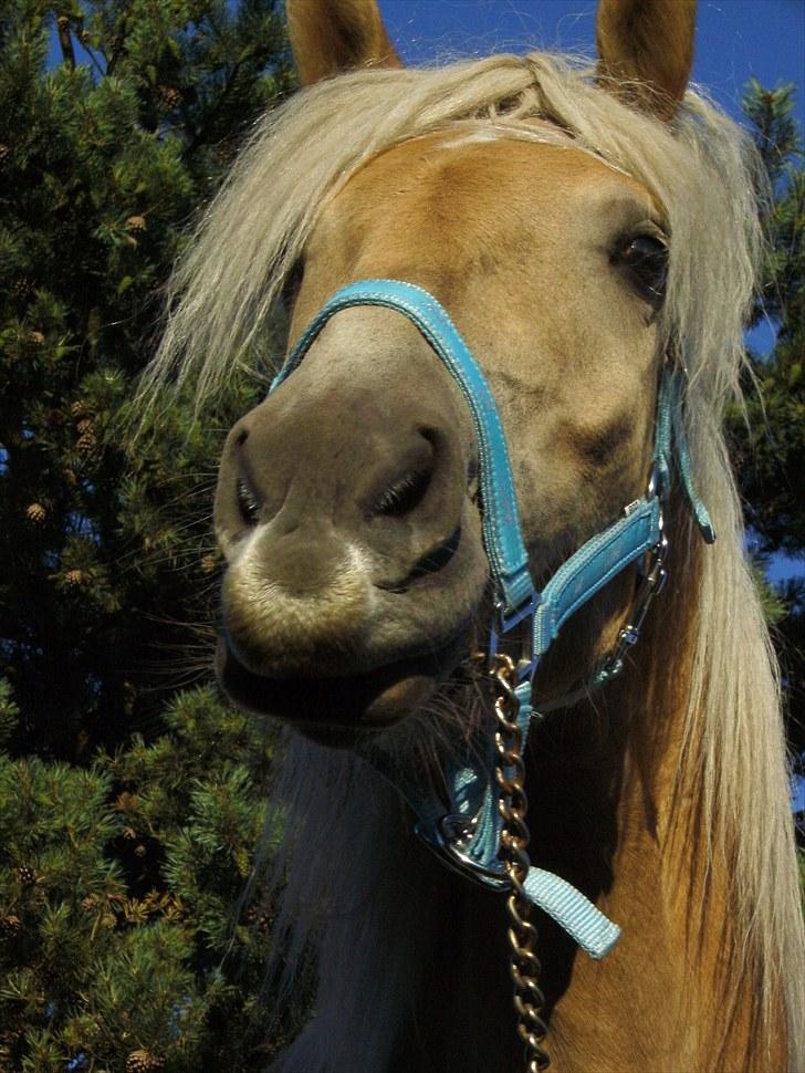 Haflinger Rabæks Cuba - d. 26-7-10 billede 8