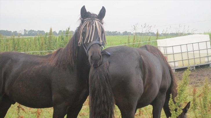 Frieser Thor<3 [SOLGT] billede 1