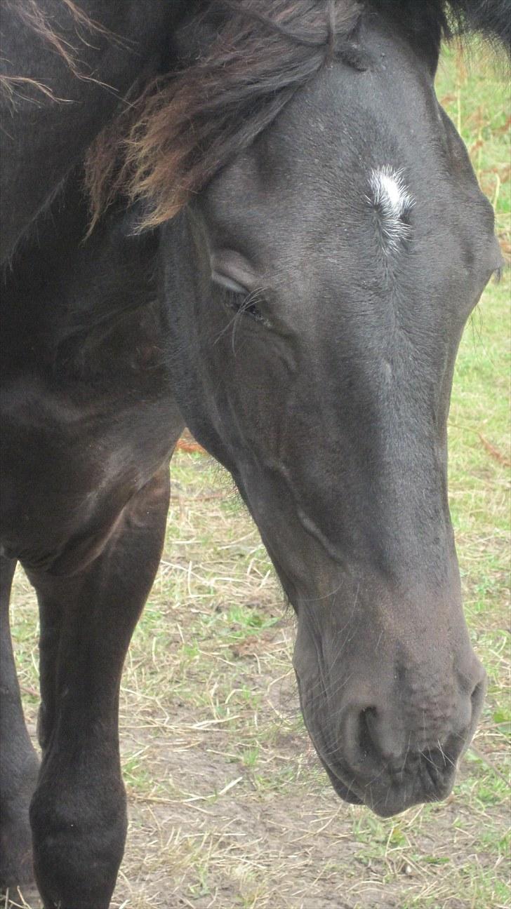 Frieser Thor<3 [SOLGT] billede 9