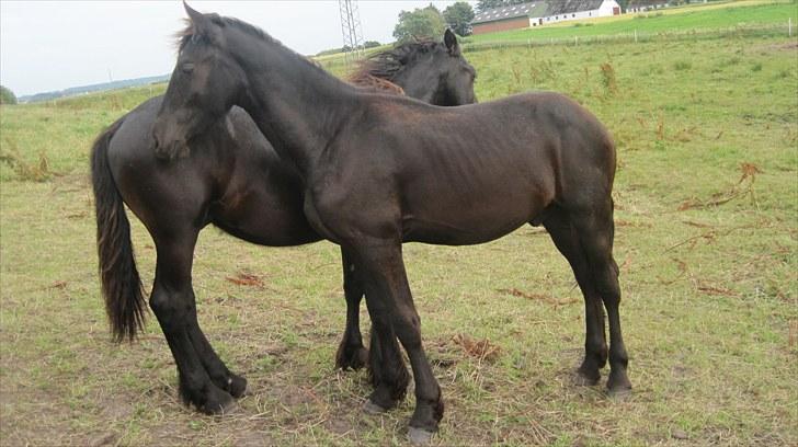 Frieser Thor<3 [SOLGT] billede 10