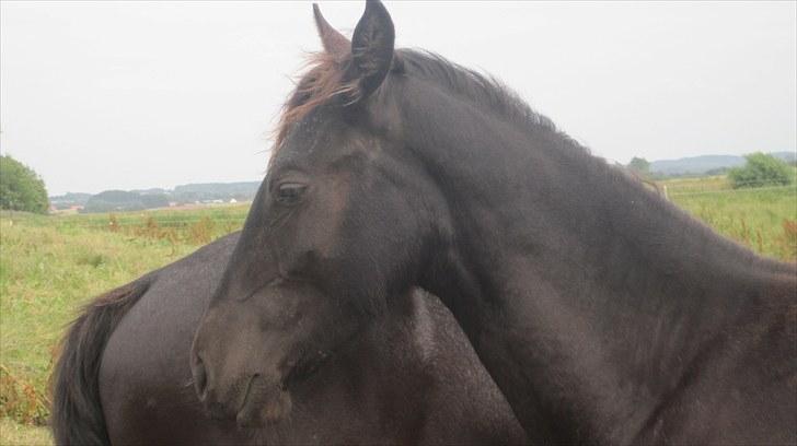 Frieser Thor<3 [SOLGT] billede 11