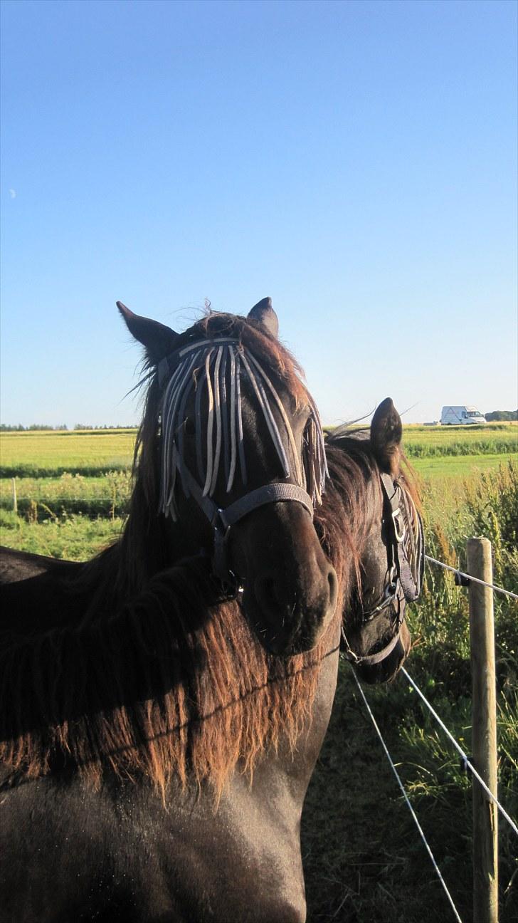 Frieser Thor<3 [SOLGT] billede 12