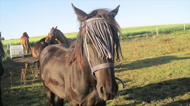 Frieser Thor<3 [SOLGT] billede 13