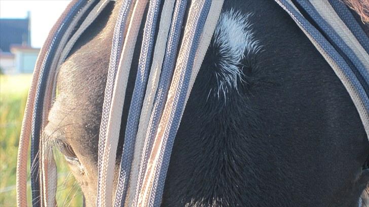 Frieser Thor<3 [SOLGT] billede 14