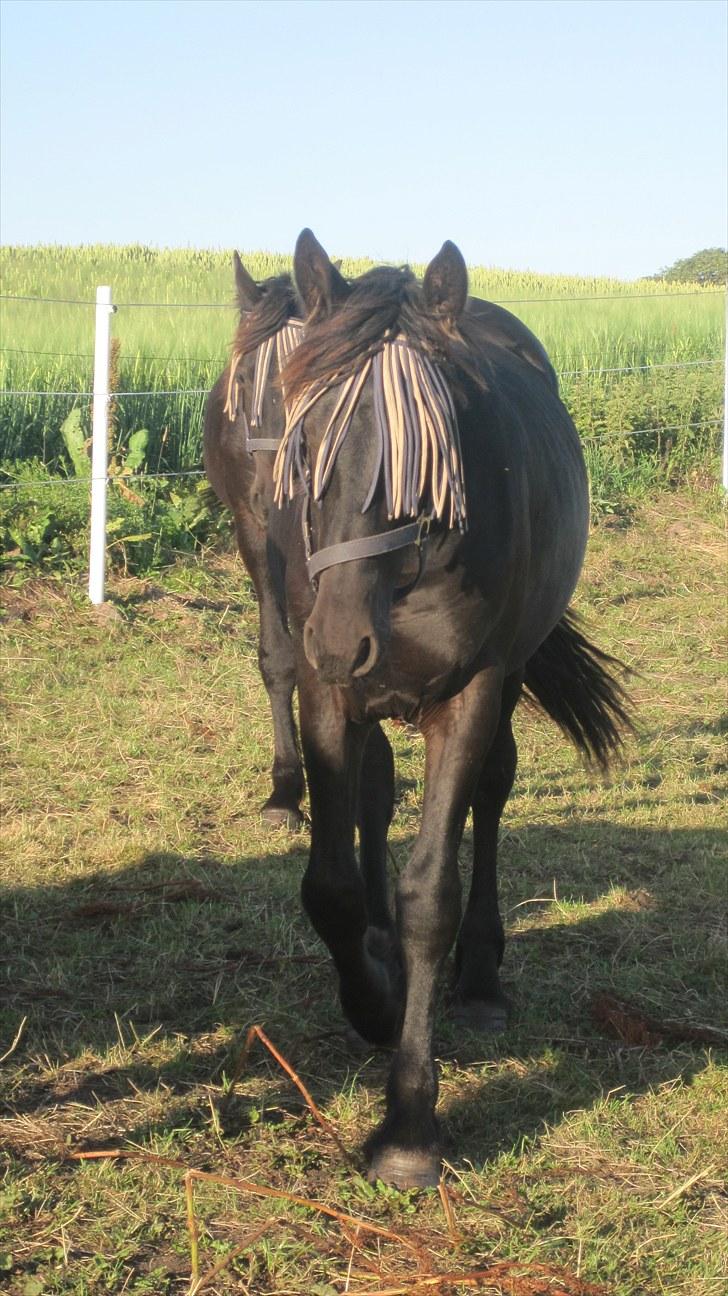 Frieser Rex <3 billede 14