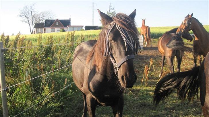 Frieser Rex <3 billede 15