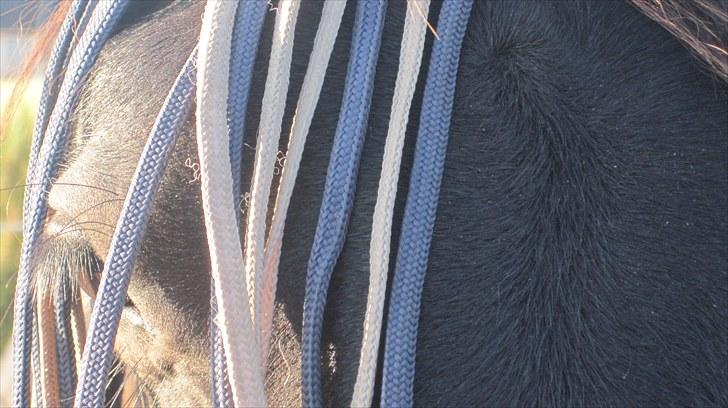 Frieser Rex <3 billede 16