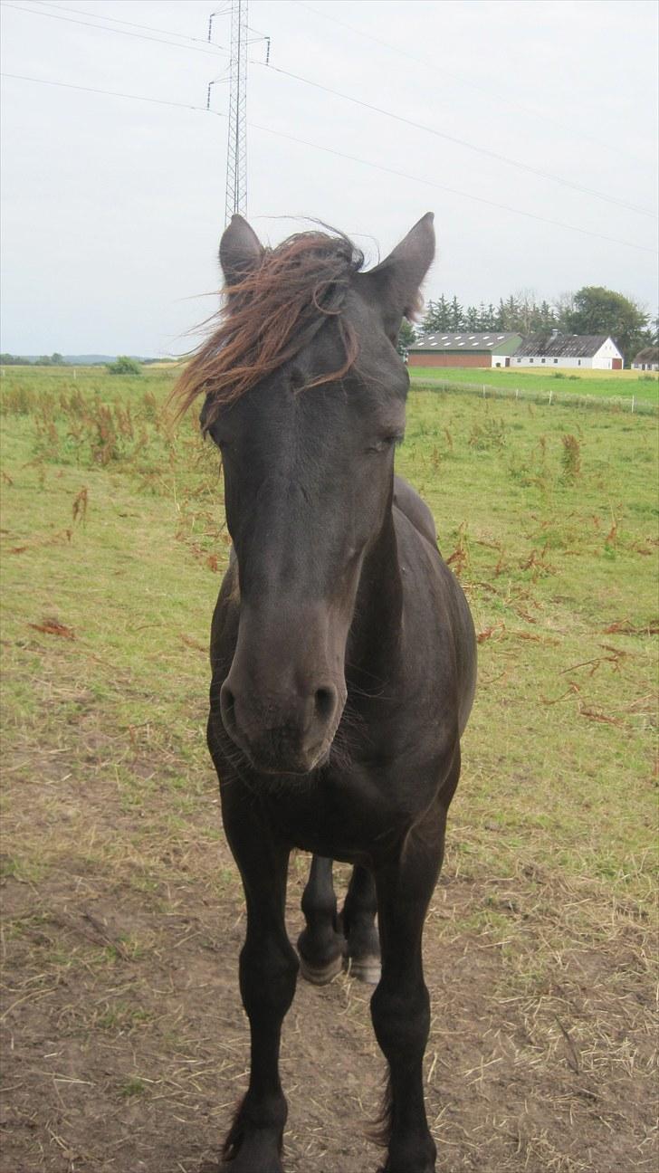 Frieser Rex <3 billede 17