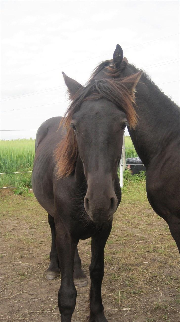 Frieser Rex <3 billede 18