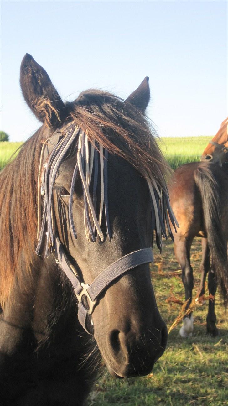 Frieser Rex <3 billede 12