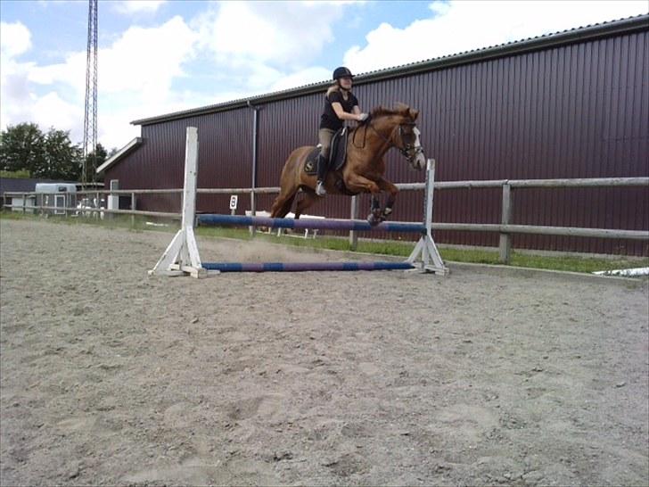 DSP Marqui - Solgt - Velkommen til Marqui´s profil (: Dyygtig pony! billede 1