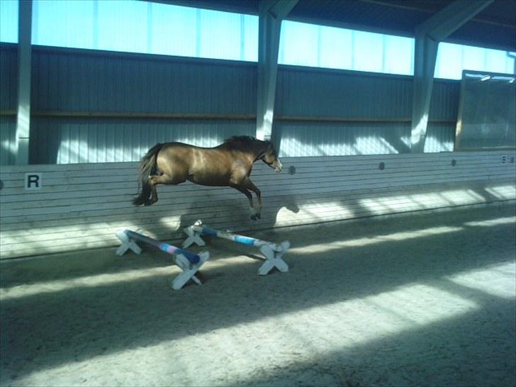 DSP Marqui - Solgt - Jubii!! At springe er bare det bedste hun ved. Og hun er også super dygtig. (: billede 2