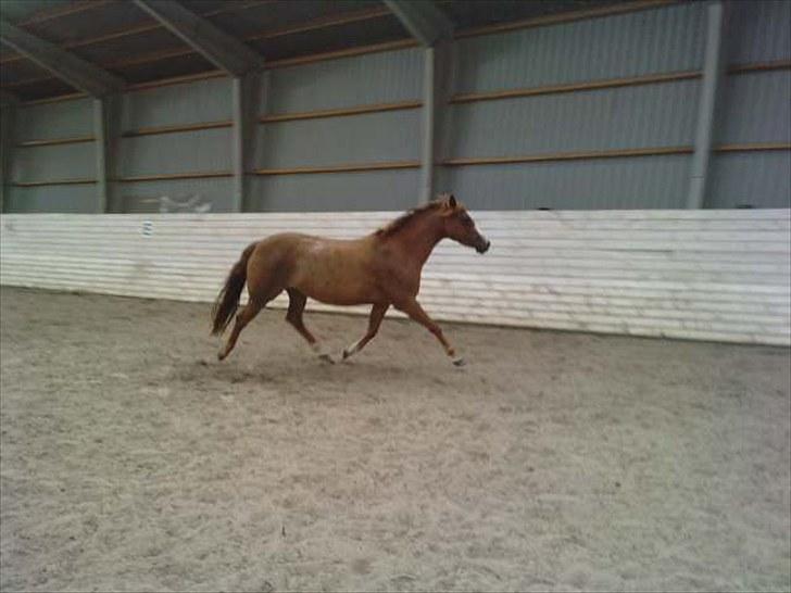 DSP Marqui - Solgt - Yep yep. Gangen fejler ikke noget!  billede 3