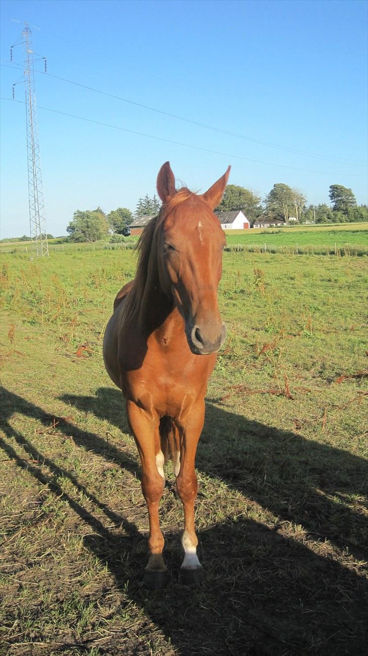 Anden særlig race Lemans   (SOLGT) billede 14