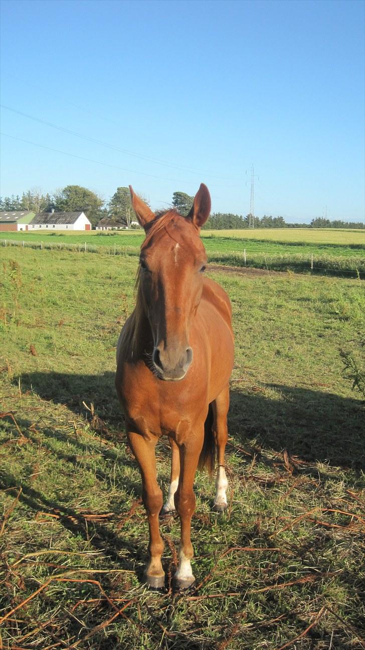 Anden særlig race Lemans   (SOLGT) billede 15