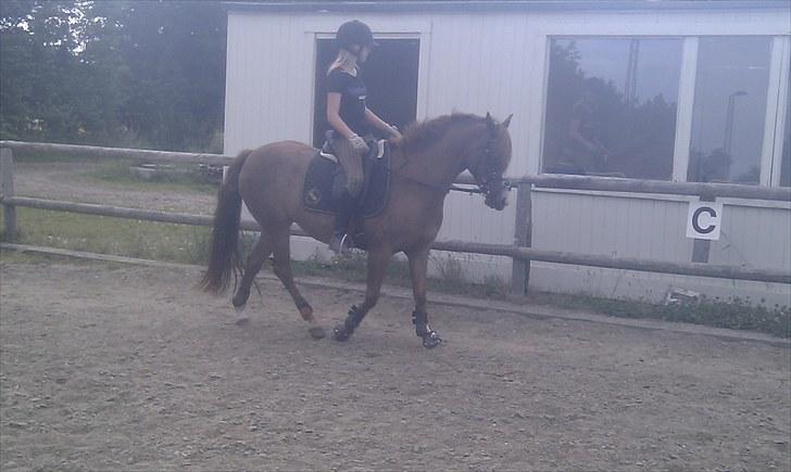 DSP Marqui - Solgt - (: Dejlige pony.  billede 5
