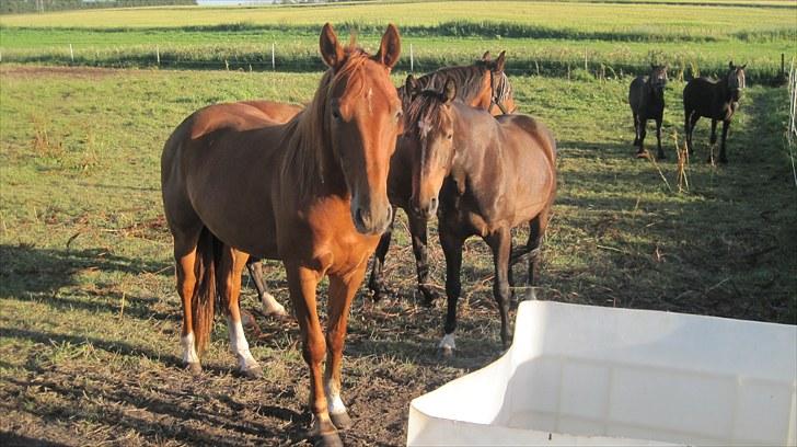 Anden særlig race Lemans   (SOLGT) billede 16