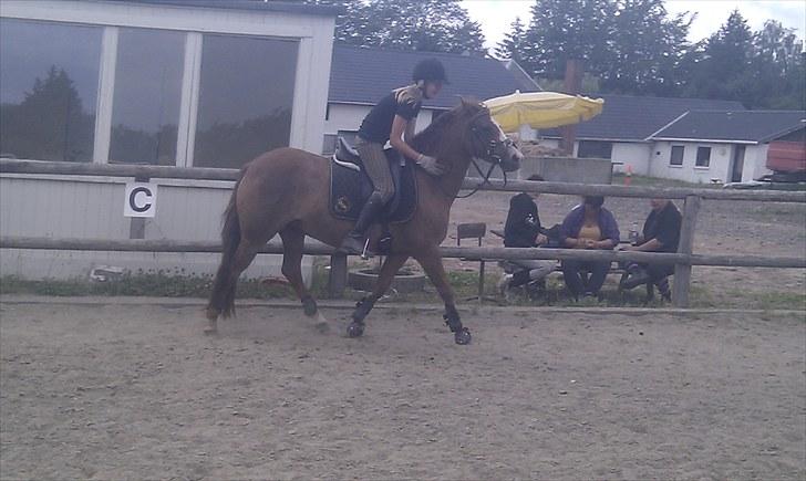 DSP Marqui - Solgt - Ros ska´ der til. (: billede 10