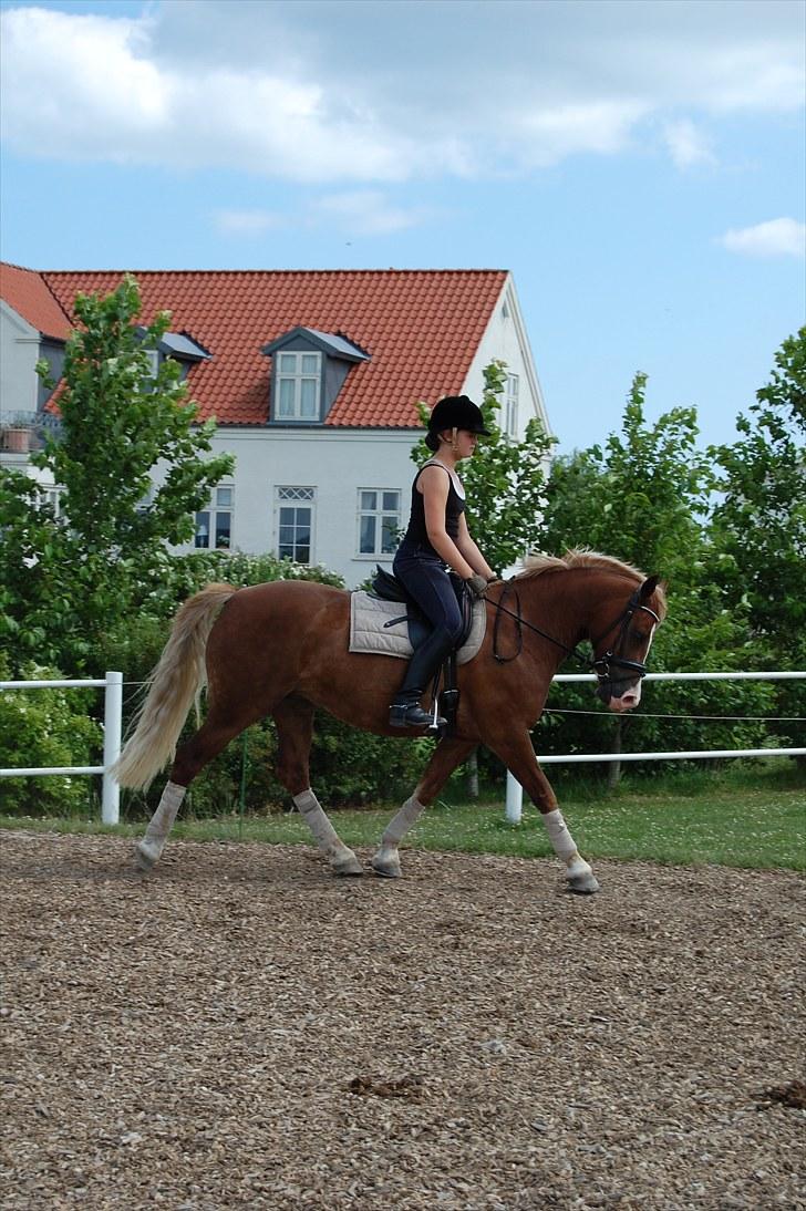 Welsh Pony af Cob-type (sec C) De Busies Pacific Pearl - Min lille dressur basse :D billede 20